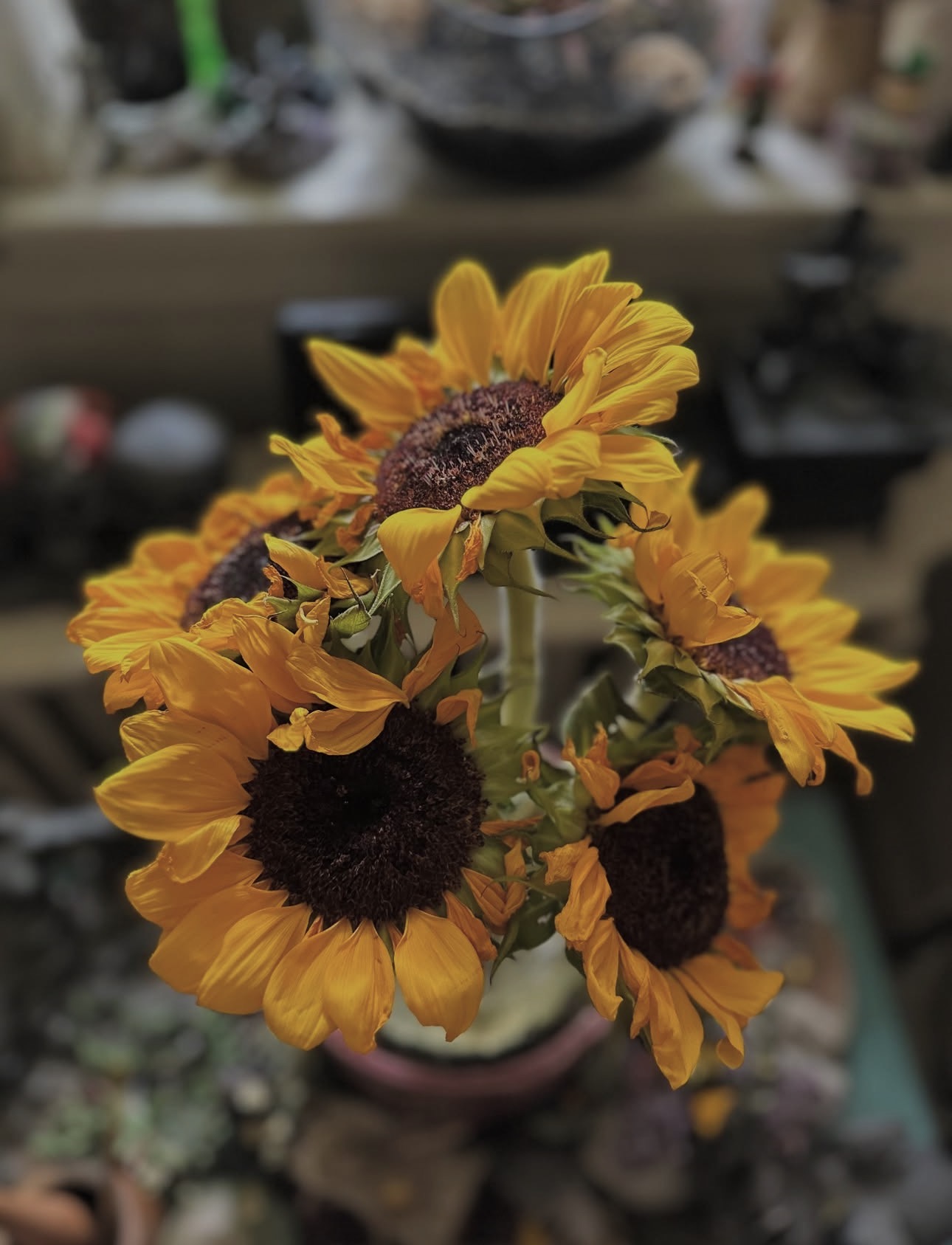 Sunflowers in a vase