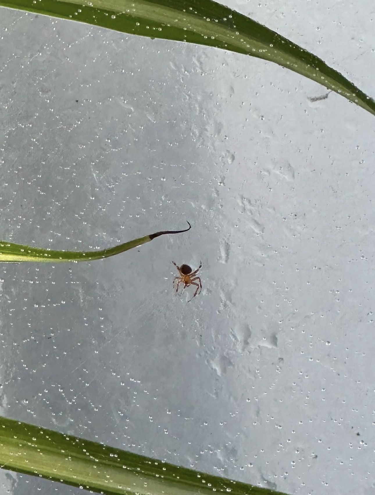 Tiny spider on a wet window with plant leaves