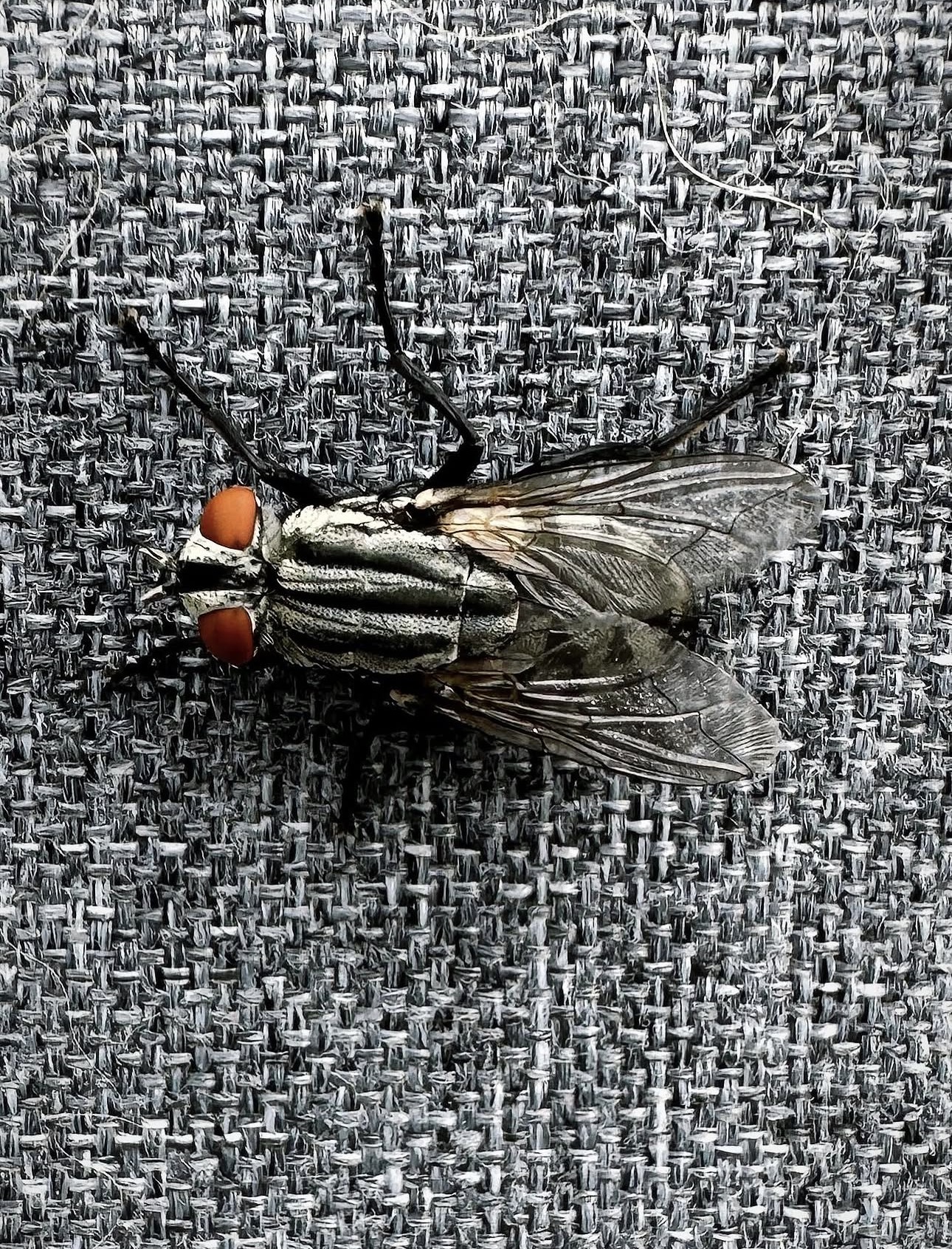 Close-up of a fly on woven fabric