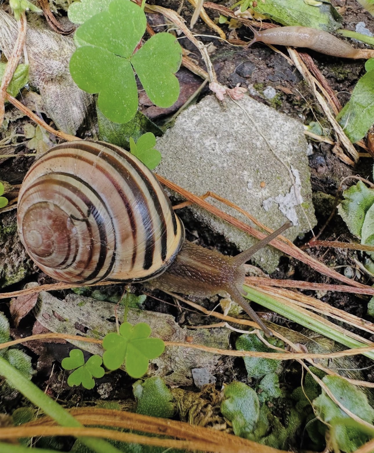 Snail moving through garden ground cover and clover