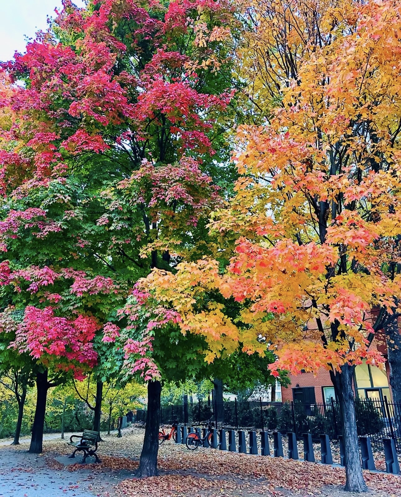 Vivid red and orange autumn maple trees in a Toronto park