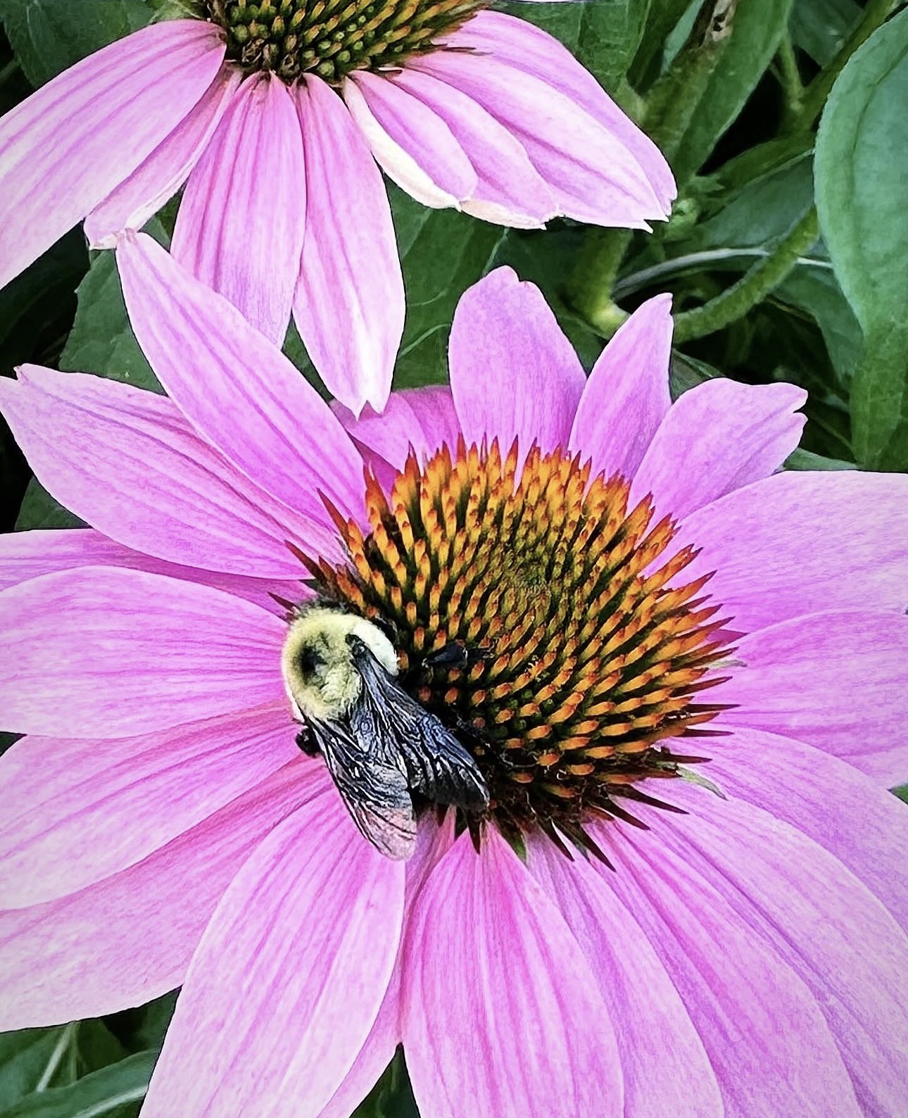 Bumblebee close-up on a pink echinacea coneflower