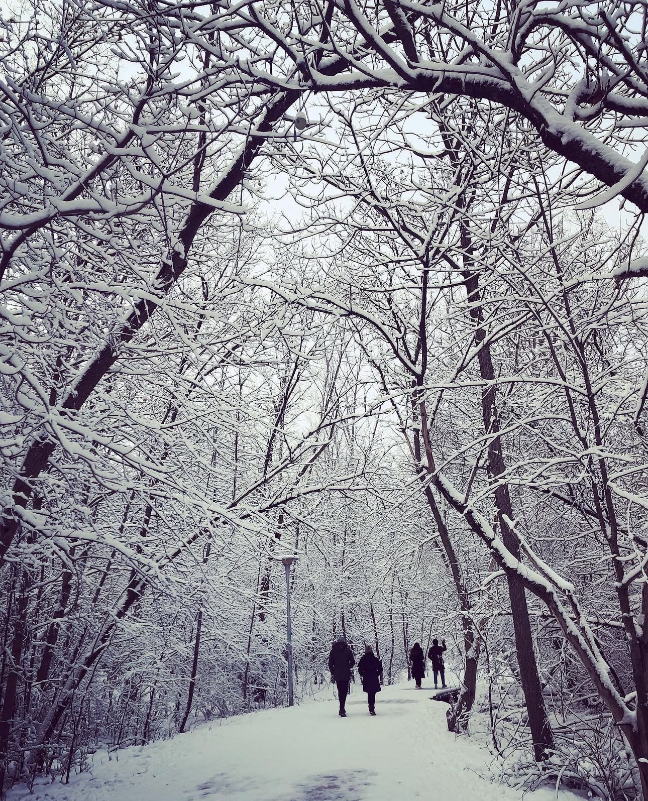 People walking through a snow-covered tree canopy in winter