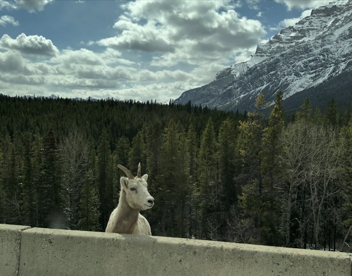 Bighorn sheep peering over a highway barrier with mountain and forest behind